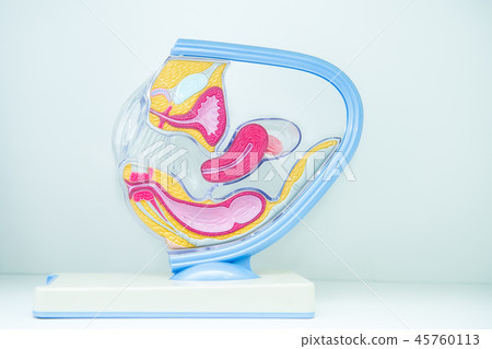 Female internal genital organs sectional 45760113