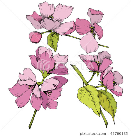 Vector. Appe blossom flowers. Pink and green engraved ink art. I 45760185