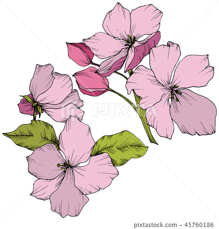 Vector. Appe blossom flowers. Pink and green engraved ink art. I Vector. Appe blossom flowers. Pink and green engraved ink art. I 45760186