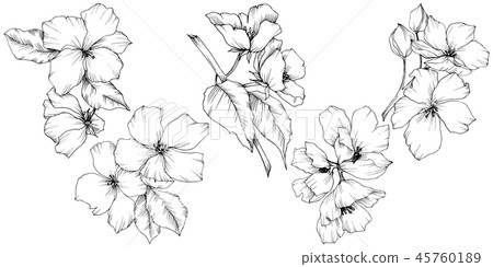 Vector. Appe blossom flowers. Wild spring leaf. Isolated apple b Vector. Appe blossom flowers. Wild spring leaf. Isolated apple b 45760189