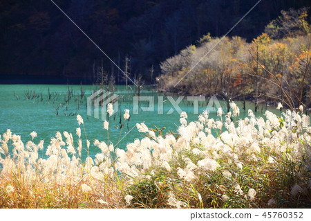 Shining Susuki 45760352