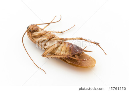 Dead cockroach: dead cockroach 45761250