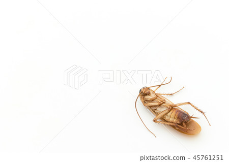 Dead cockroach: dead cockroach Dead cockroach: dead cockroach 45761251