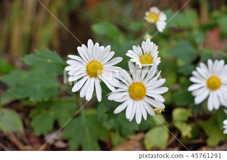 Pinus densiflora 45761291