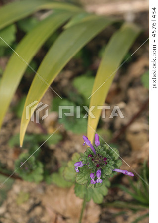 Lamium amplexicaule 45761434