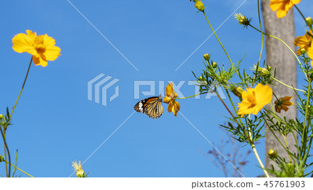 Bunch of beautiful yellow flowers with butterfly Bunch of beautiful yellow flowers with butterfly 45761903