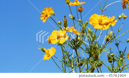 Bunch of beautiful yellow flowers on clear sky Bunch of beautiful yellow flowers on clear sky 45761904