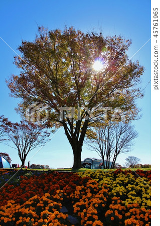 Sunlight and flower field 45761965