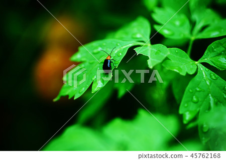 Red Spotted Beetle in the Rain Red Spotted Beetle in the Rain 45762168