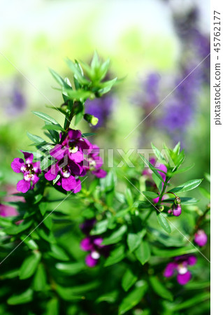 Angelonia crimson flower Angelonia crimson flower 45762177