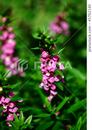Angelonia淡紅色紫色花 Angelonia淡紅色紫色花 45762180