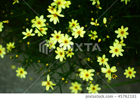 達爾伯格雛菊花 達爾伯格雛菊花 45762181