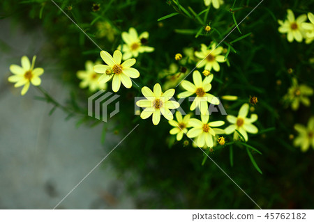 Dahlberg Daisy flowers Dahlberg Daisy flowers 45762182