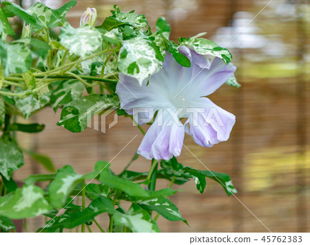 牽牛花588 牽牛花588 45762383