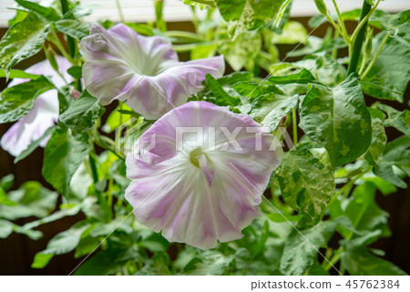 牽牛花589 45762384