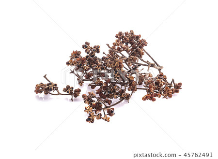 Zanthozylum limonella Alston on white background Zanthozylum limonella Alston on white background 45762491