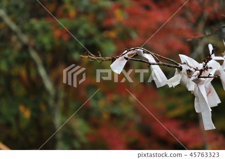 Omikuji和秋葉 Omikuji和秋葉 45763323