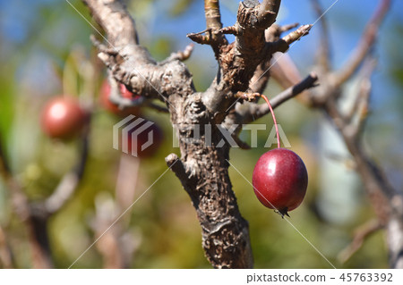Hime apple (Akira Hime apple) Hime apple (Akira Hime apple) 45763392