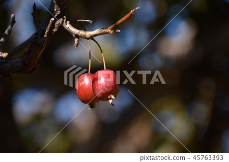 Hime apple (Akira Hime apple) Hime apple (Akira Hime apple) 45763393