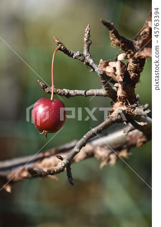 Hime apple（Akira Hime apple） 45763394