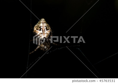Creature spider Yamatogo spider, complicated patterns have various patterns and similar types are troublesome 45763531