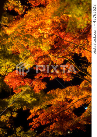 Maple 52 Maple 52 45763628