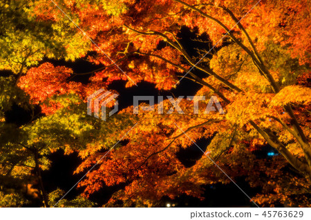 Maple 53 Maple 53 45763629