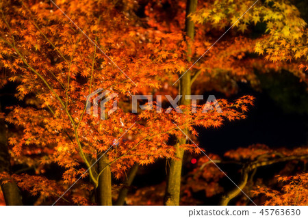 Maple 54 Maple 54 45763630