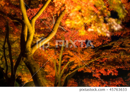Maple 57 45763633