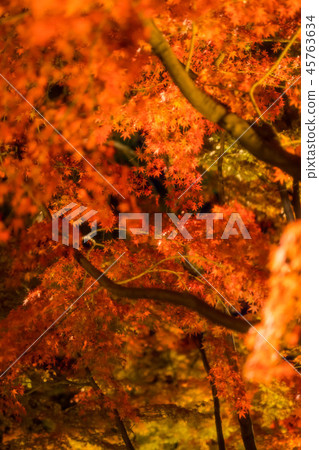 Maple 58 Maple 58 45763634