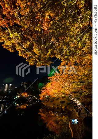 楓葉70 楓葉70 45763693