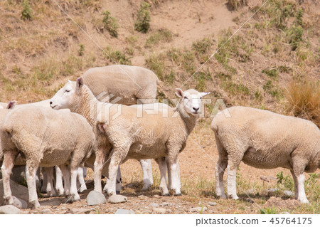 Sheep looking at on dry green glass 45764175