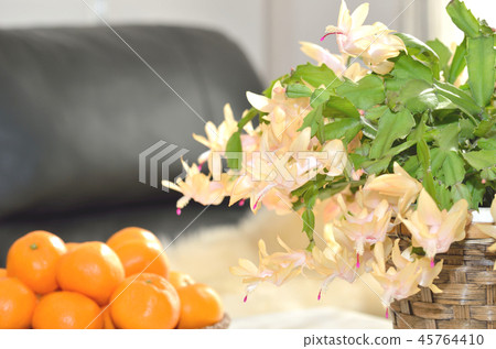 Winter living, crab cactus, orange 45764410