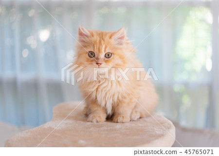 Cute kitten in morning 45765071