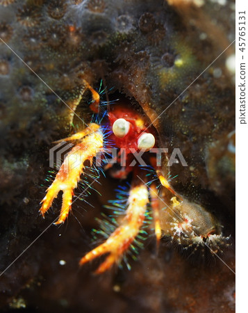 Robocon shrimp Robocon shrimp 45765131