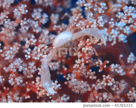 Crab companion? 45765233