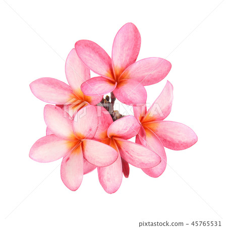 Tropical flowers frangipani (plumeria) isolated Tropical flowers frangipani (plumeria) isolated 45765531