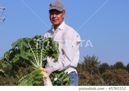 Men harvesting radish Men harvesting radish 45765532