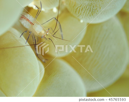 泡泡珊瑚蝦 45765593