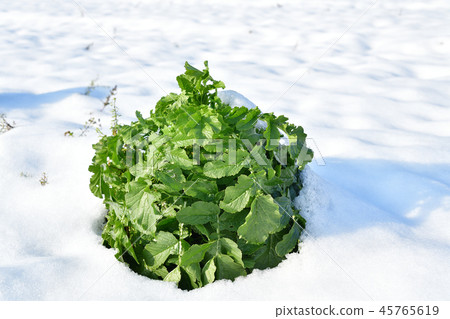 Photographed a winter landscape with snow covered daikon radish left in a radish field in Ayabe-cho, Hokkaido Photographed a winter landscape with snow covered daikon radish left in a radish field in Ayabe-cho, Hokkaido 45765619