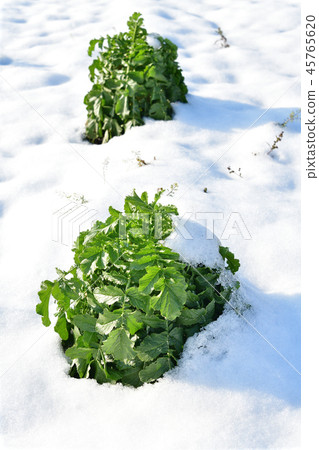 Photographed a winter landscape with snow covered daikon radish left in a radish field in Ayabe-cho, Hokkaido Photographed a winter landscape with snow covered daikon radish left in a radish field in Ayabe-cho, Hokkaido 45765620