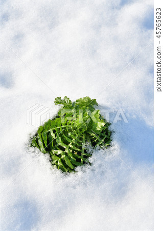 Photographed a winter landscape with snow covered daikon radish left in a radish field in Ayabe-cho, Hokkaido Photographed a winter landscape with snow covered daikon radish left in a radish field in Ayabe-cho, Hokkaido 45765623