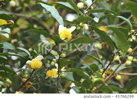 Tea flower 45766299