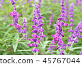 Salvia 45767044