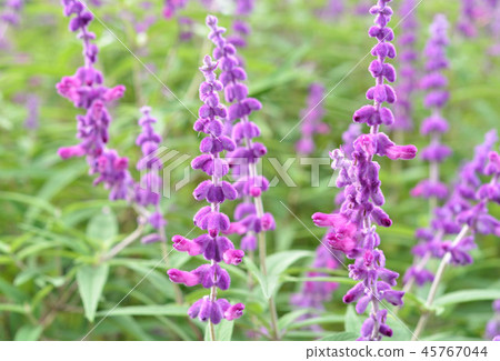 Salvia Salvia 45767044