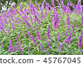 Salvia 45767045
