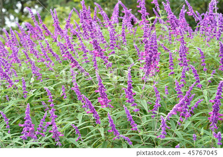 Salvia Salvia 45767045