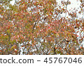 Autumn leaves of dogwood 45767046