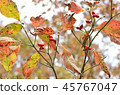 Autumn leaves and red fruits 45767047