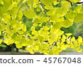 Yellow leaves of ginkgo biloba 45767048